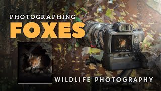 GETTING CLOSE TO FOXES - Wildlife Photography in Sweden