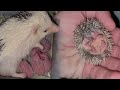 Hedgehog babies growing up 1 to 14 days, hoglets