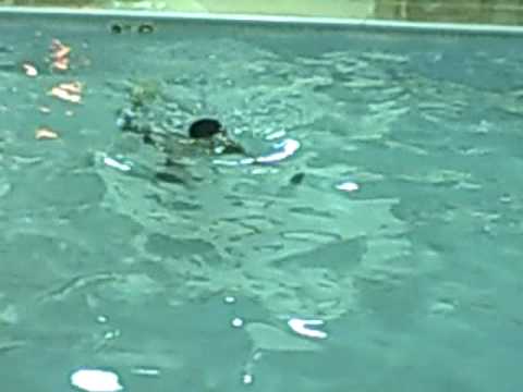 swimming at the hotel in Ohio