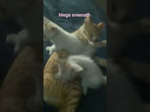 mega sreenath subscribe