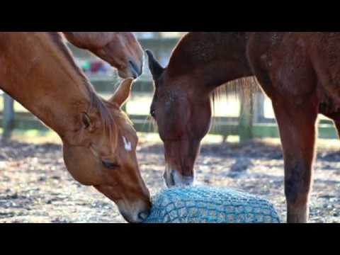 YouTube video about: Are hay nets bad for horses teeth?