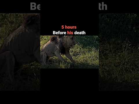 The last moments of the greatest lion in history #viral #shorts #youtube #video