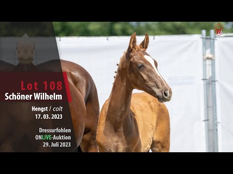 ONLIVE-AUKTION Lot 108 Schöner Wilhelm Hengst v.Sezuan's Donnerhall -  Florestan I