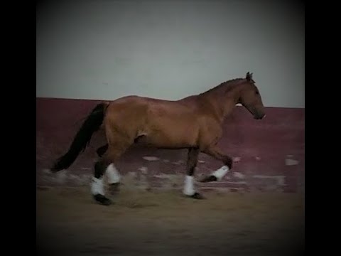 Oxala - PSL - Coudelaria Aurea Sábio