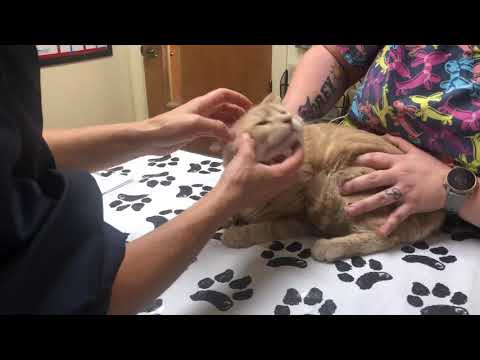 Facial Abscess in a cat. When to drain, when to lance and when to just try antibiotics.