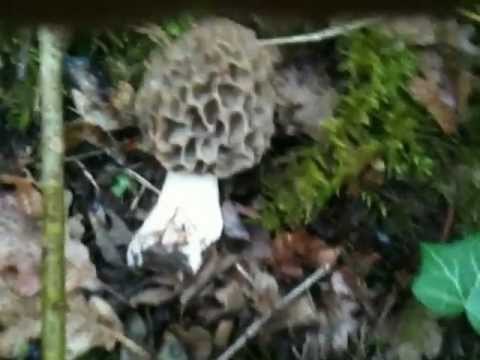 comment trouver periode t