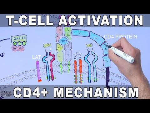 T Cell Activation | Mechanism