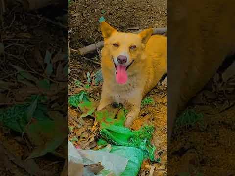 ASif funny🐺🐱😰😭pet dog pet dog