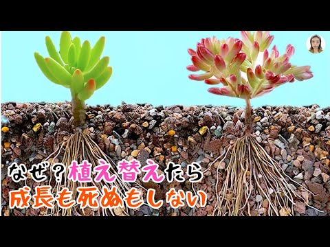 この春、多肉植物の植え替えはいつ頃できるでしょうか？植え替えを成功させるための重要なステップ  庭園