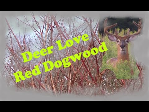 Rejuvenating Red Dogwood for Deer Browse and Cover