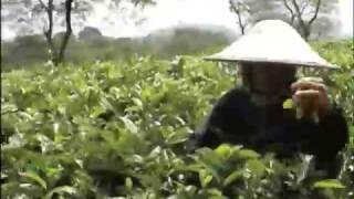 preview picture of video 'Wonosari Tea Plantation 4 - Malang - East Java'