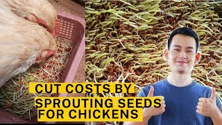 Cut costs by Sprouting seeds for chickens | sprouting sorghum seeds for chickens