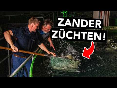Wir haben eine Fischzucht für Zander besucht 🐟 (und waren sehr überrascht)