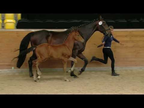 Hf v Floriscount x Rubinero