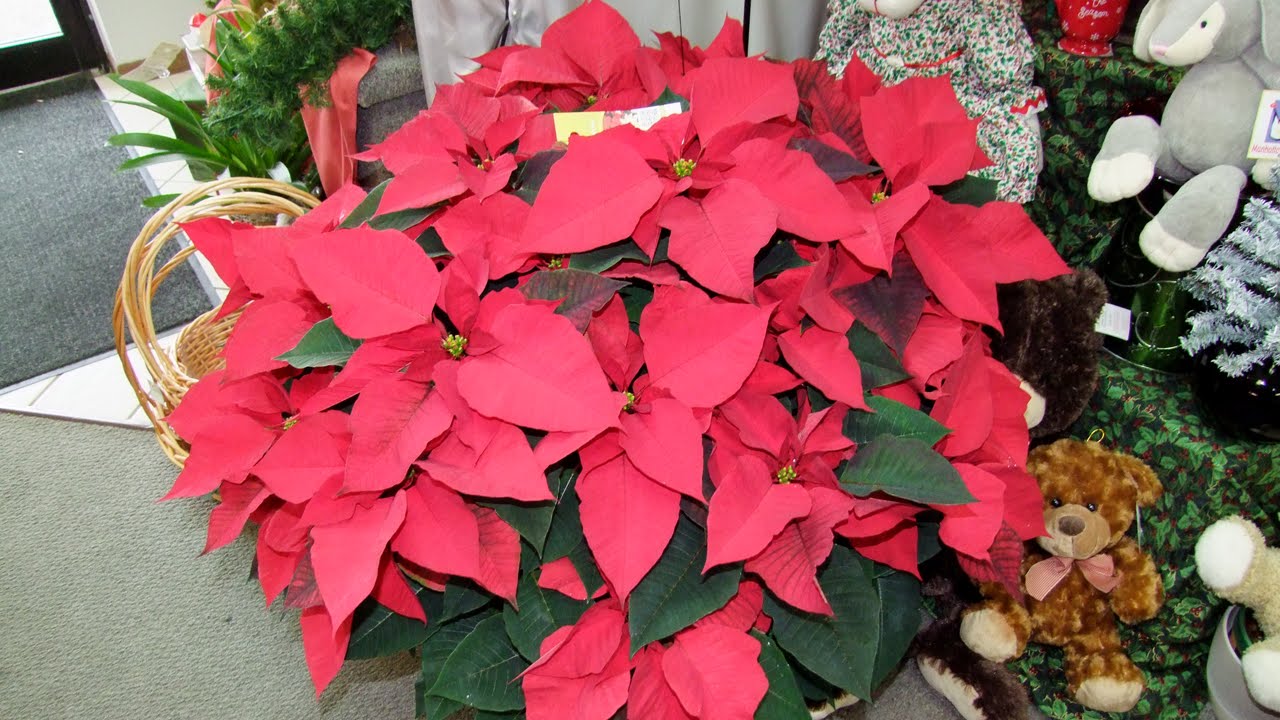 Holiday Cheer 12/6/2015