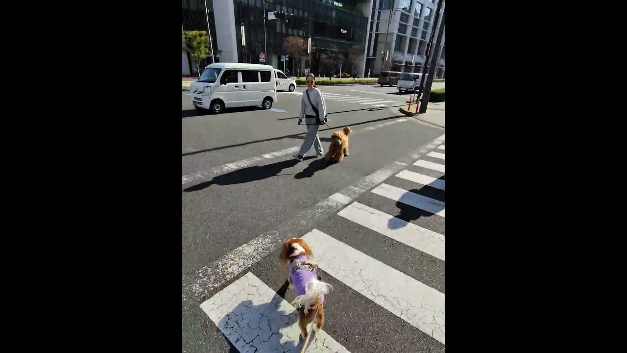大きいワンちゃんいたね❤️カワイイららちゃん