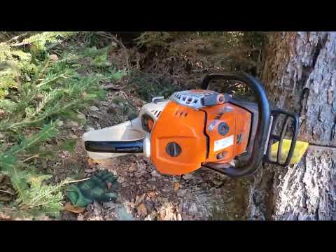 Präzise Baumfällung: Im Dauerwald sehr wichtig