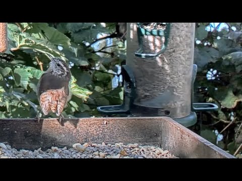 No Tail Feathers, No Problem! Tailless Carolina Wren Visits Cornell Feeders – Sept. 28, 2023
