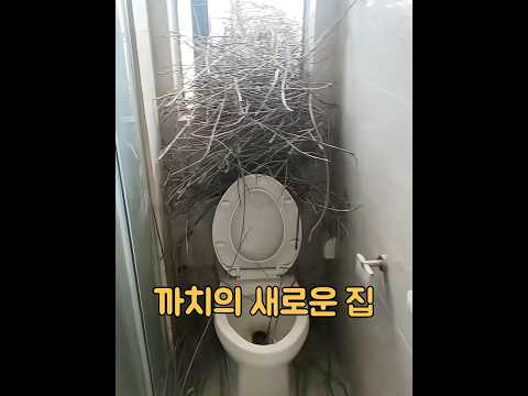 까치 부부는 여러 번 둥지를 짓는 데 실패했고, 결국 좌절감에 휩싸여 남자의 집에 자리를 잡았습니다. #동물 #동물키우기 #animals