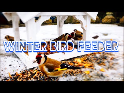 Bird Feeders In The Snow