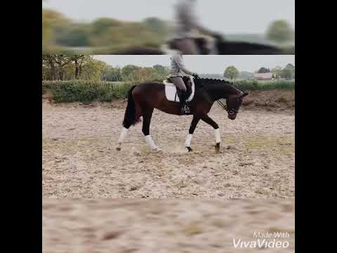 Stute 2016, Fürstenball