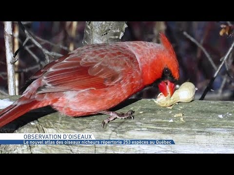Les oiseaux nicheurs du Québec - atlas