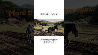 【セカンドキャリウマ】　農耕馬・ショウナンサモン編　～雑学～