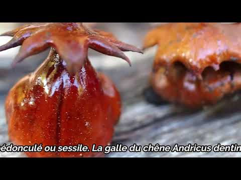 Galle du chêne
