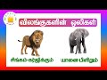 தமிழரசி விலங்குகளின் ஒலிகள் Learn Animals Name And