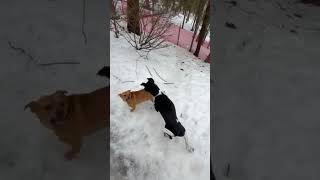 Video preview image #1 Chiweenie Puppy For Sale in East Derry, NH, USA