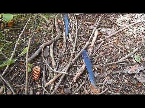 Blue Feathers near Cameron Lake