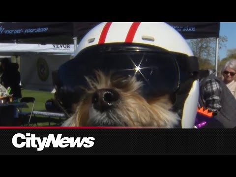 Hundreds of dogs show off their best looks at Downsview Park's Howl-O-Ween - YouTube