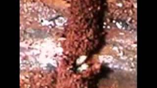 Get rid of termites - Termite Video