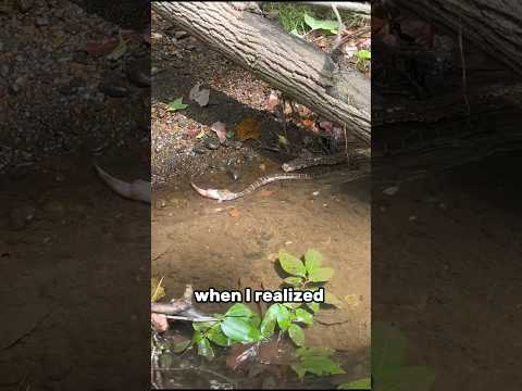 Whats living in this creek???