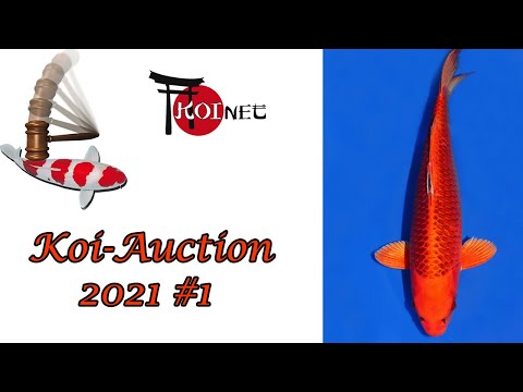 Koi Auction 2021 #1