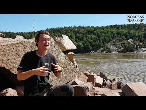 Invasiva arter i våra hav Västerhavsveckan 2021