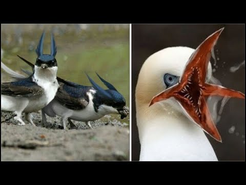 ¿Conoces Estas Curiosas Aves? Son Maravillosas