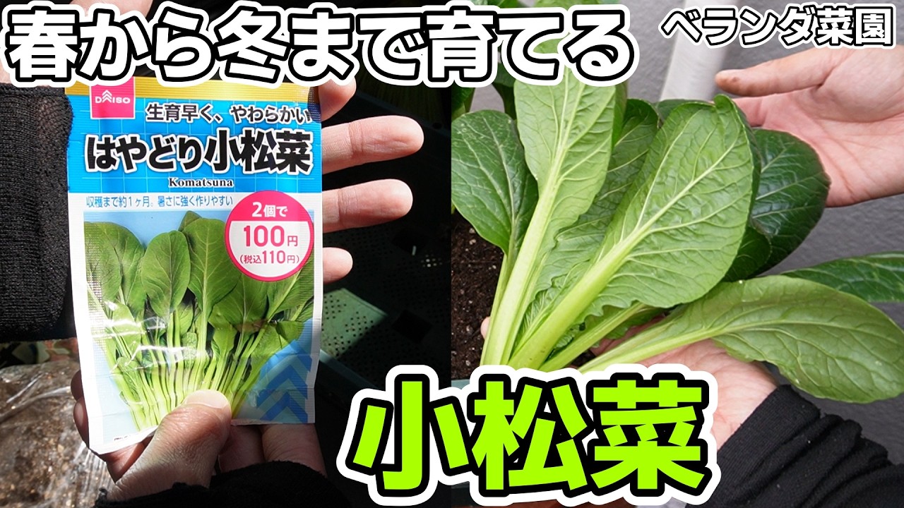 【ベランダ菜園】コマツナを1年間通して栽培した結果【小松菜の育て方】