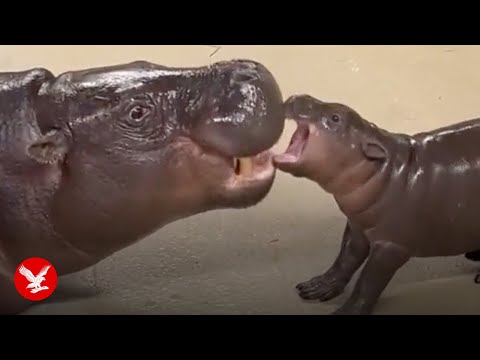 Feisty baby pygmy hippo chases bubbles in viral clip - YouTube