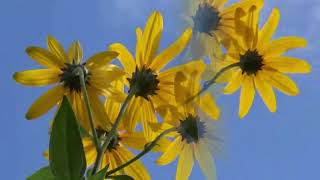 Nana Mouskouri, Love Goes On, today`s images + Lyrics below