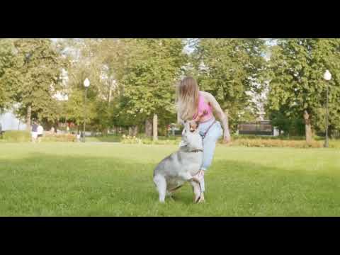 DOG TRAINING VIDEO|| DOGS FREE STOCK VIDEOS | DOGS NO COPYRIGHT VIDEOS