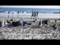 Seagull Frenzy
