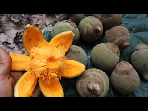 download lagu mp3 mp4 Zapote Fruta En Colombia, download lagu Zapote Fruta En Colombia gratis, unduh video klip Zapote Fruta En Colombia