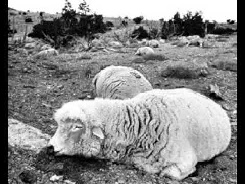 Statement on Chemical and Biological Defense Policies and Programs | Wikipedia audio article