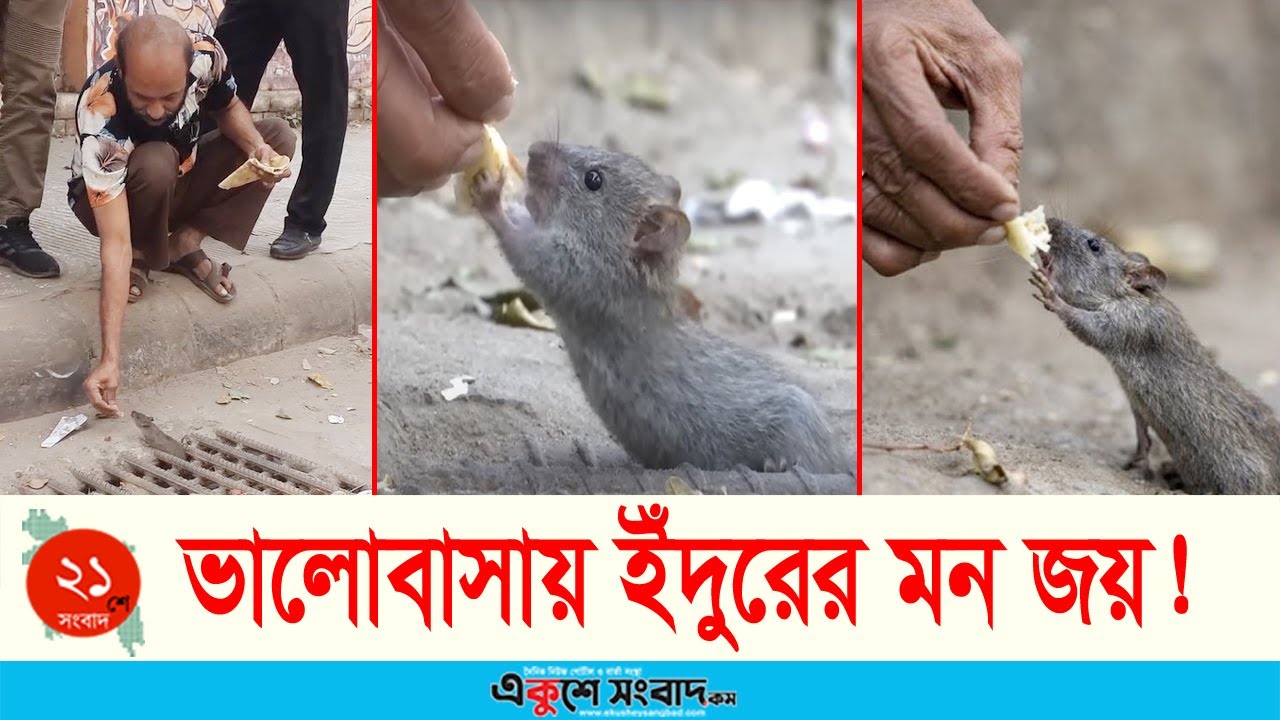 মানুষের ভালোবাসায় পোষ মানলো ইঁদুর! ডাকলেই খাবার খেতে হাজির হয় দল ধরে