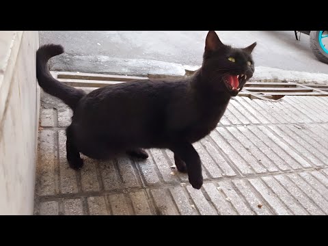 Cute Black Cat stopped hitting me as soon as she realized that I had food