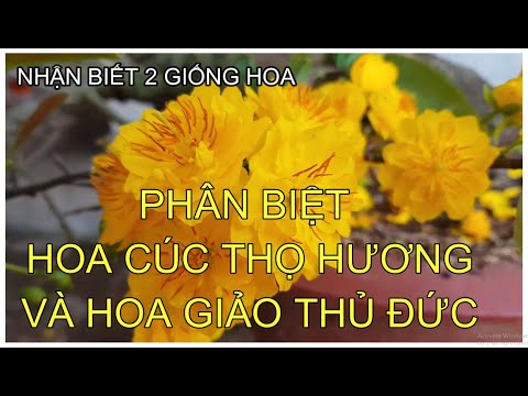 🔴 QBS2141 - PHÂN BIỆT NHẬN BIẾT HOA CÚC THỌ HƯƠNG VÀ HOA THỦ ĐỨC || CÁCH NHẬN BIẾT CÁC LOẠI HOA MAI