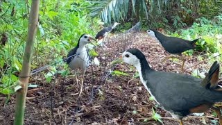 Download lagu berburu burung ruak ruak di semak semak menggunakan racik gantung | bird trap mp3