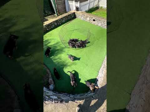 jarman sefard dogs puppy @parimalkataria