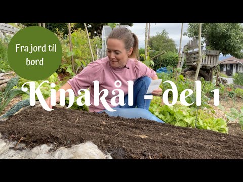 Kinakål fra jord til bord